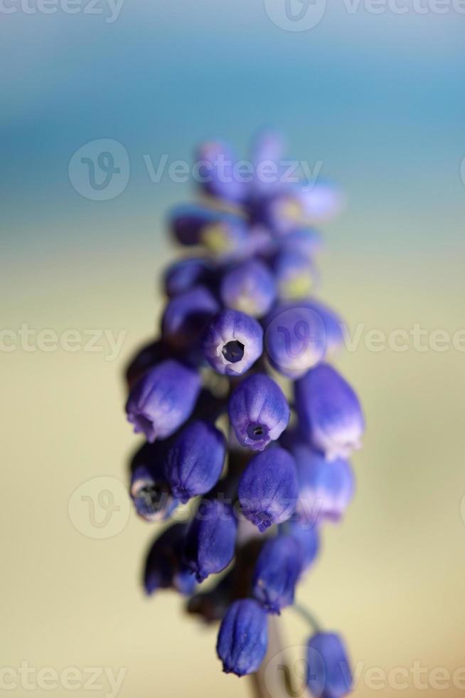 Pequeña flor azul macro muscari neglectum familia asparagaceae moderno foto