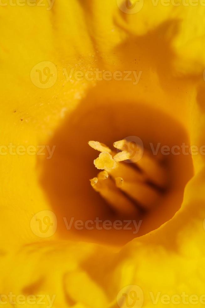 Narcissus flower close up stamens family amaryllidaceae modern photo