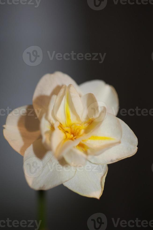 White narcissus dubius flower blossom close up family amaryllidaceae photo