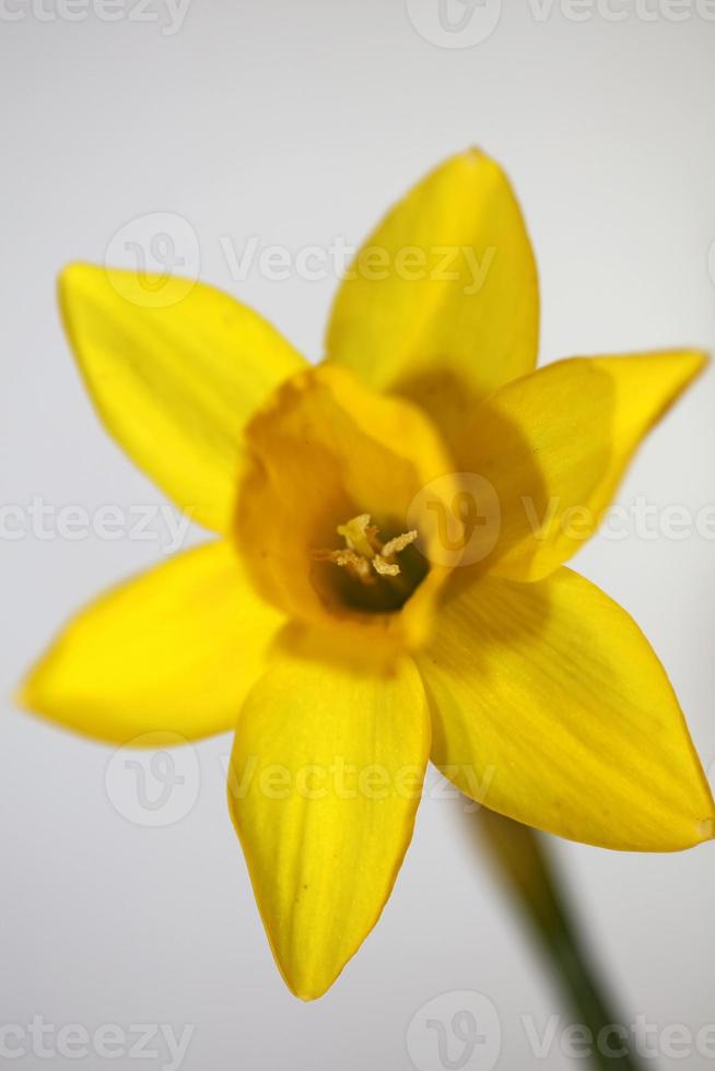 Narciso flor cerca río amarillo familia amaryllidaceae moderno foto