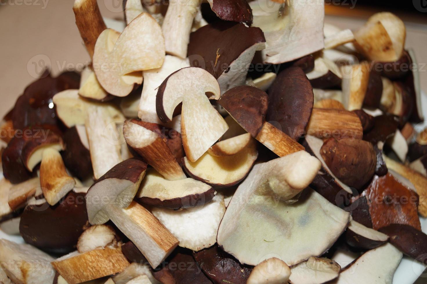 Mushrooms from the ground of a forest photo