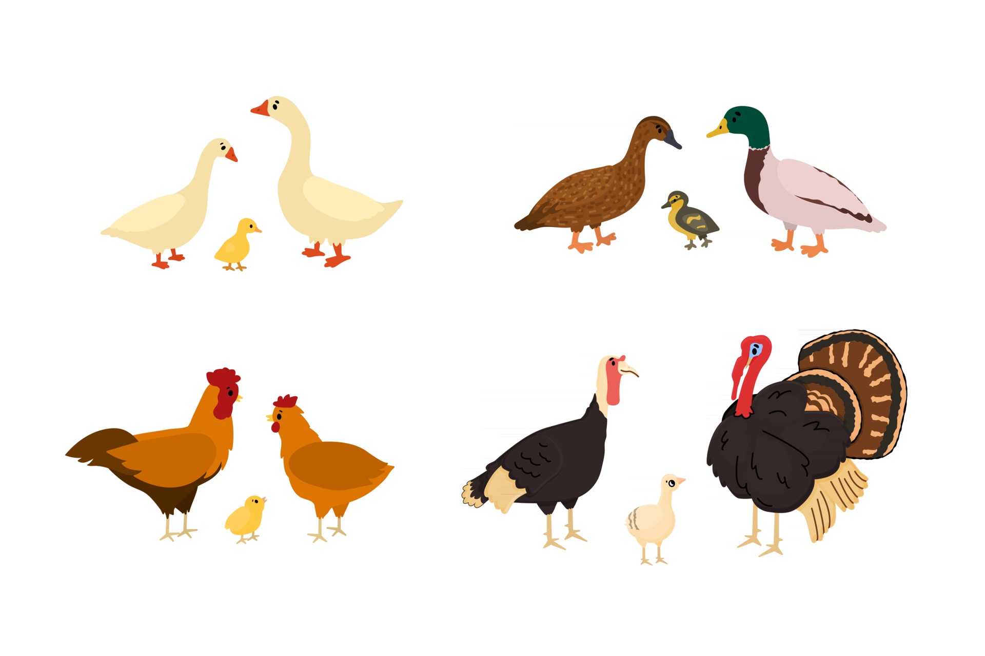 Cute cartoon duck, goose, chicken, rooster, turkey, chicken, gosling