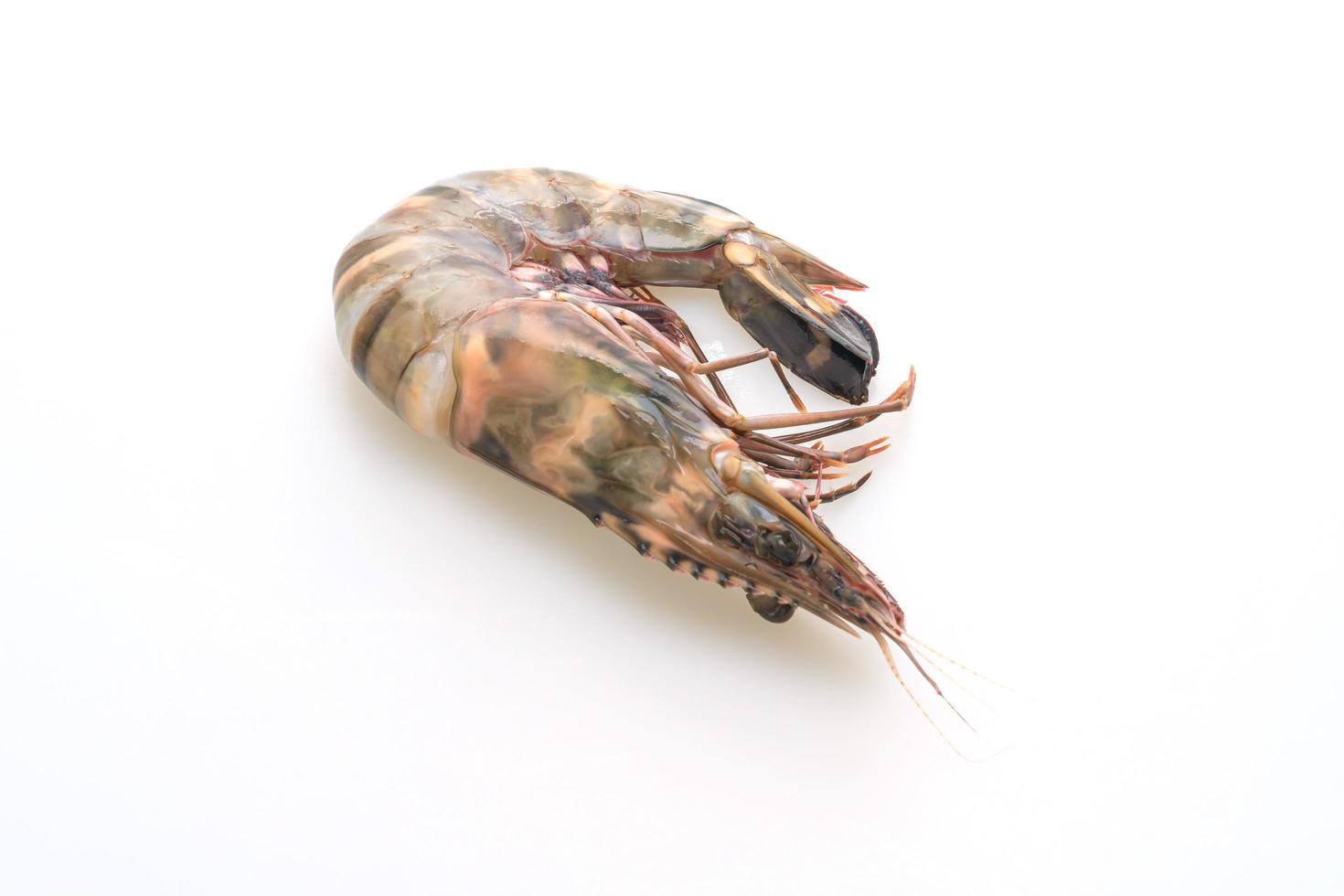 Fresh tiger prawn or shrimp isolated on white background photo