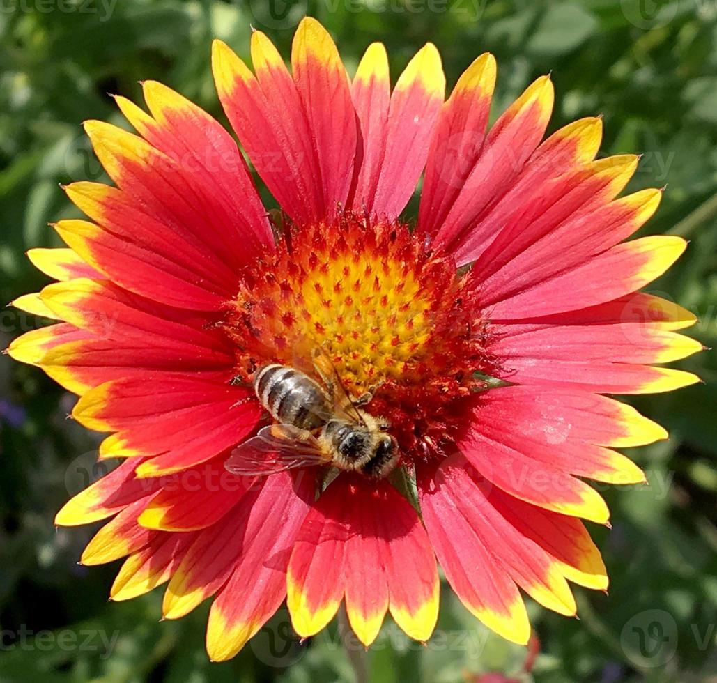 Winged bee slowly flies to the plant, collect nectar for honey photo