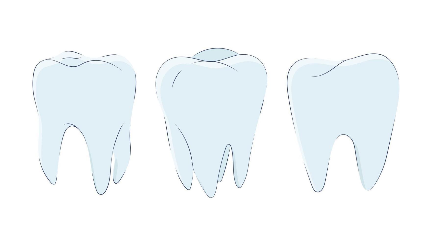 Art Set of molars in a cute cartoon style. vector