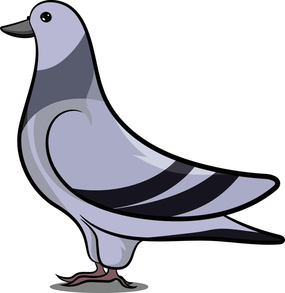 Pigeon Standing with Shadow. Grey Bird. Common Birds. vector