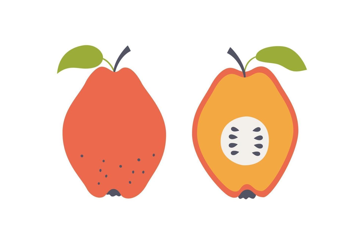 Quince apple. Hand drawn vector illustration