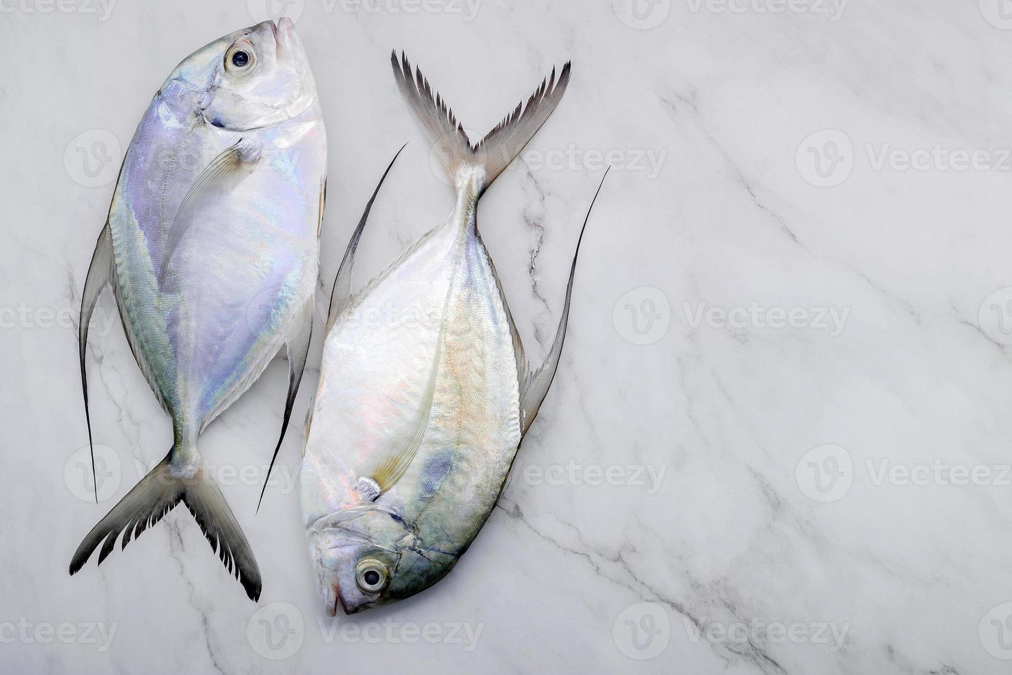 Pescado fresco de jurel de aleta larga establecido sobre fondo de mármol blanco foto