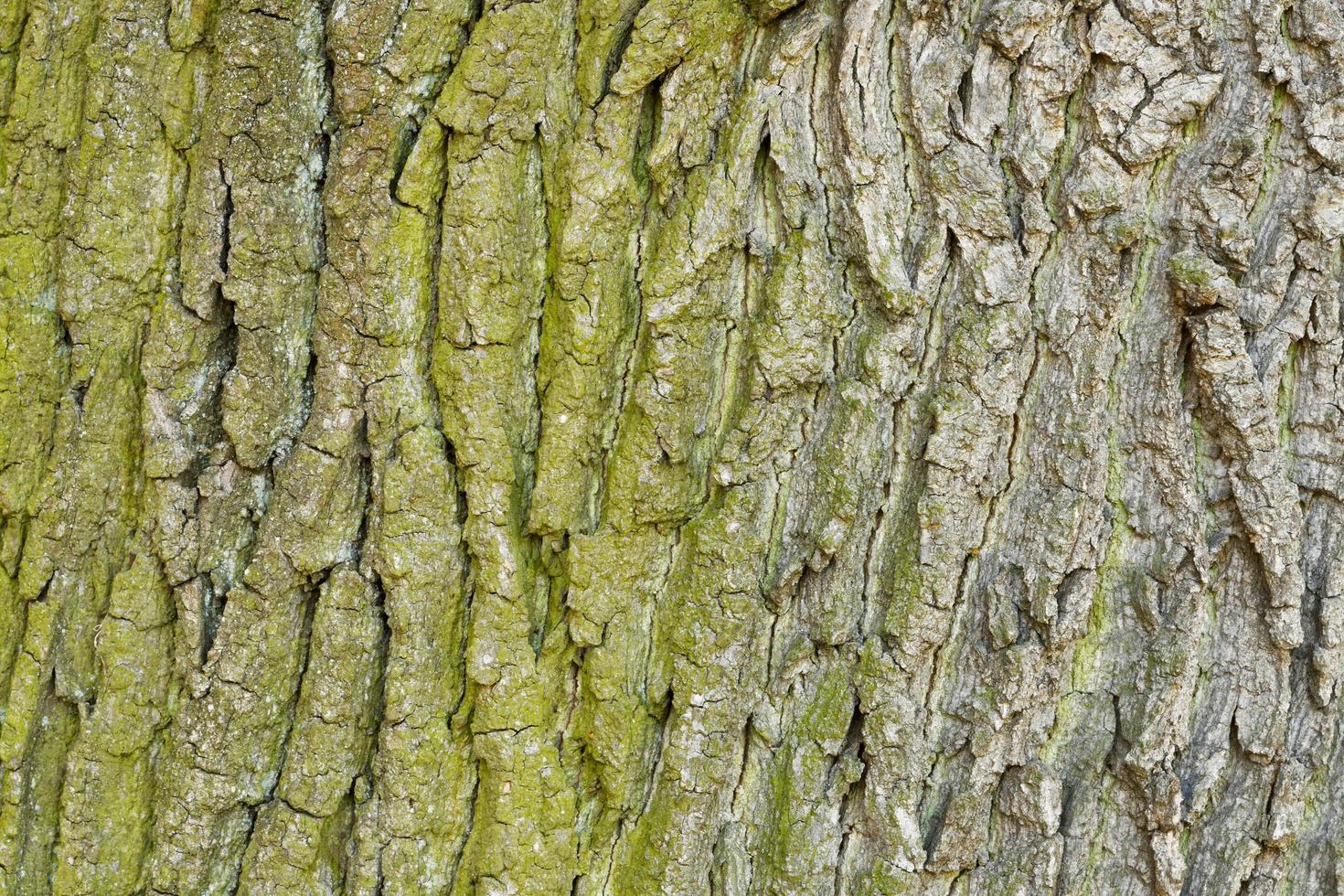 Textura de corteza de árbol de madera vieja abstracta foto