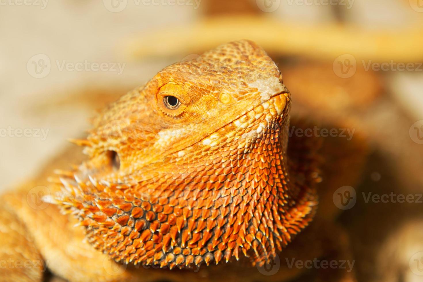 Adult bearded dragon Pogona vitticeps lizard in terrarium photo