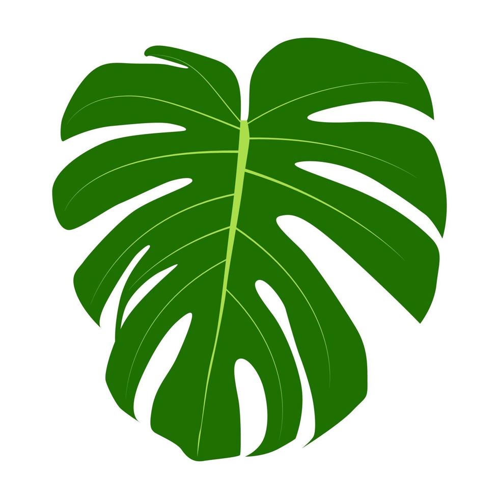 Monstera leaf isolated on white background. Vector Illustration