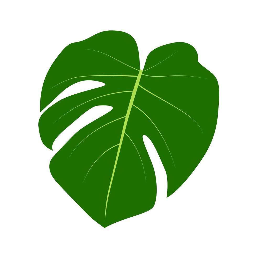 Hoja de monstera aislada sobre fondo blanco. ilustración vectorial vector