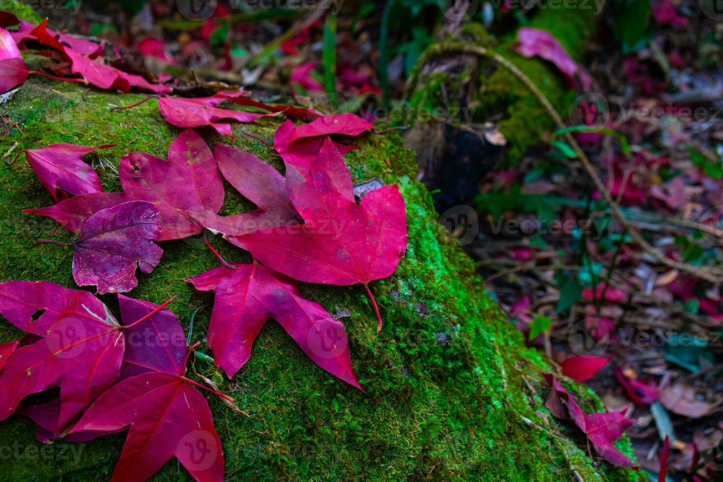 hojas de arce rojo caído en la piedra en el musgo verde foto