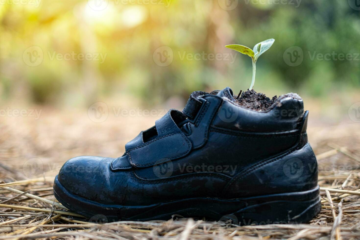 germinación de semillas de calabaza en zapatos de bota foto