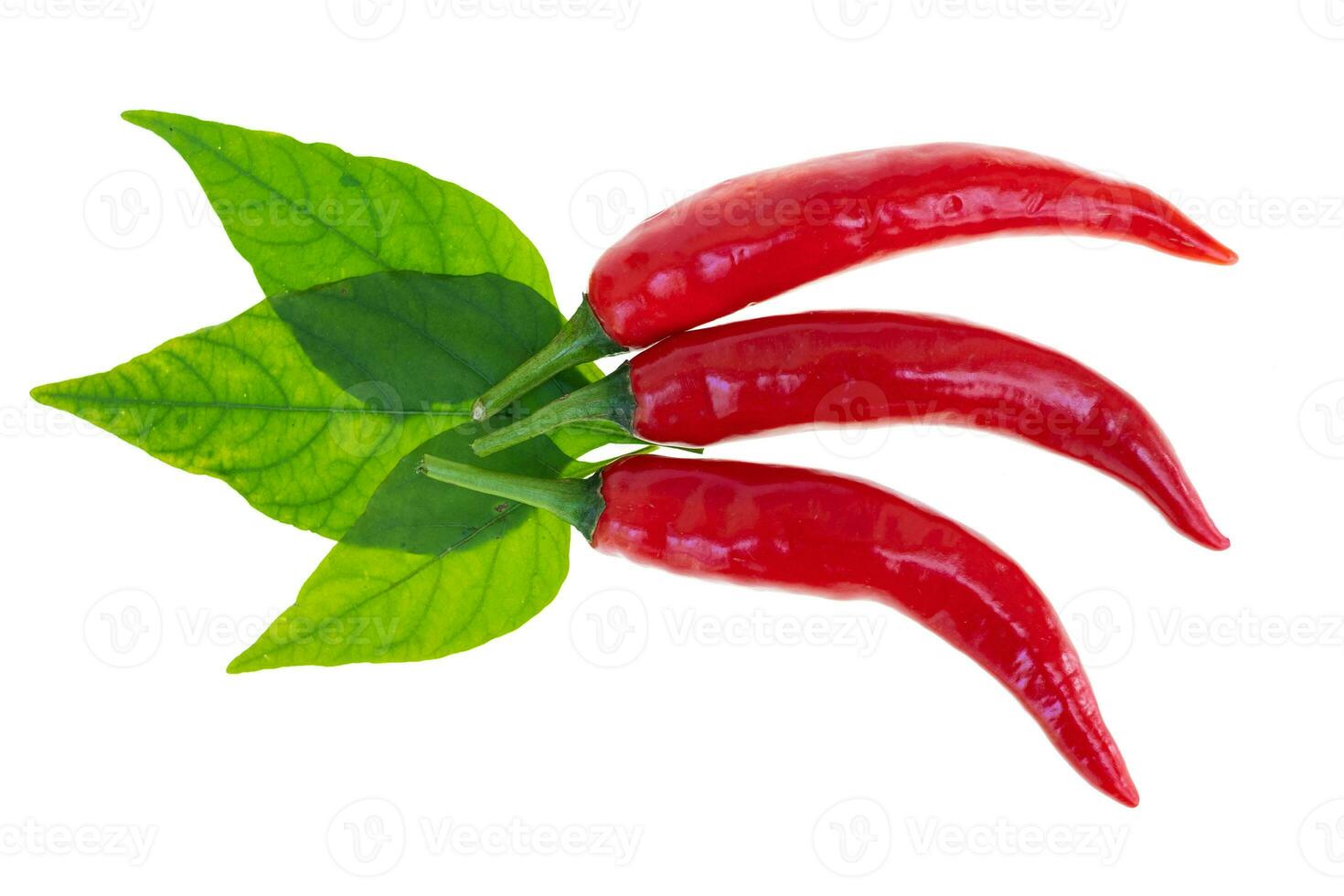 Close up red hot chili spur pepper photo