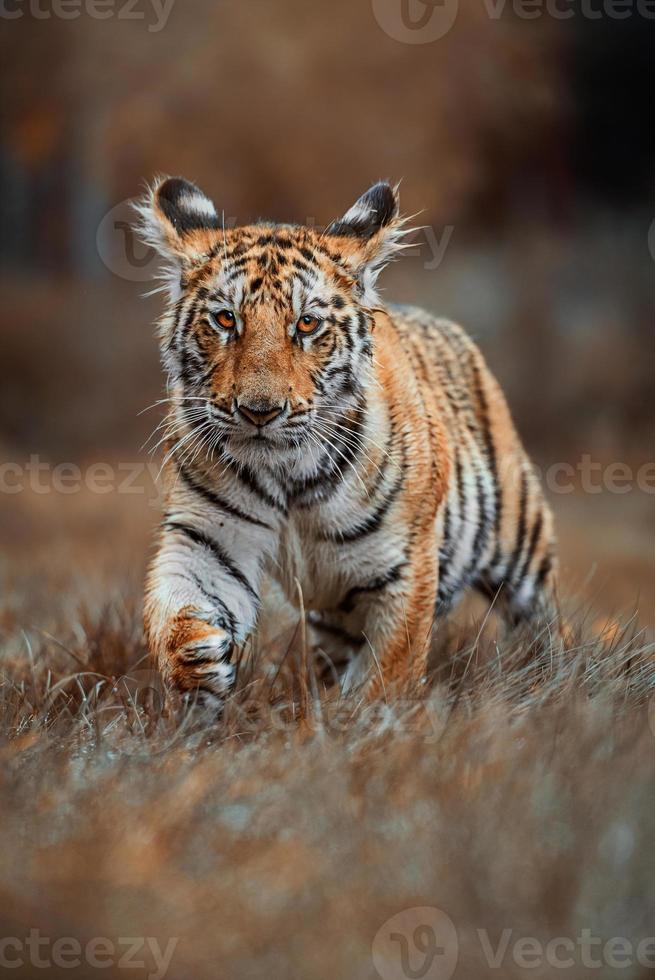 Tigre siberiano Panthera tigris altaica retrato de detalle foto