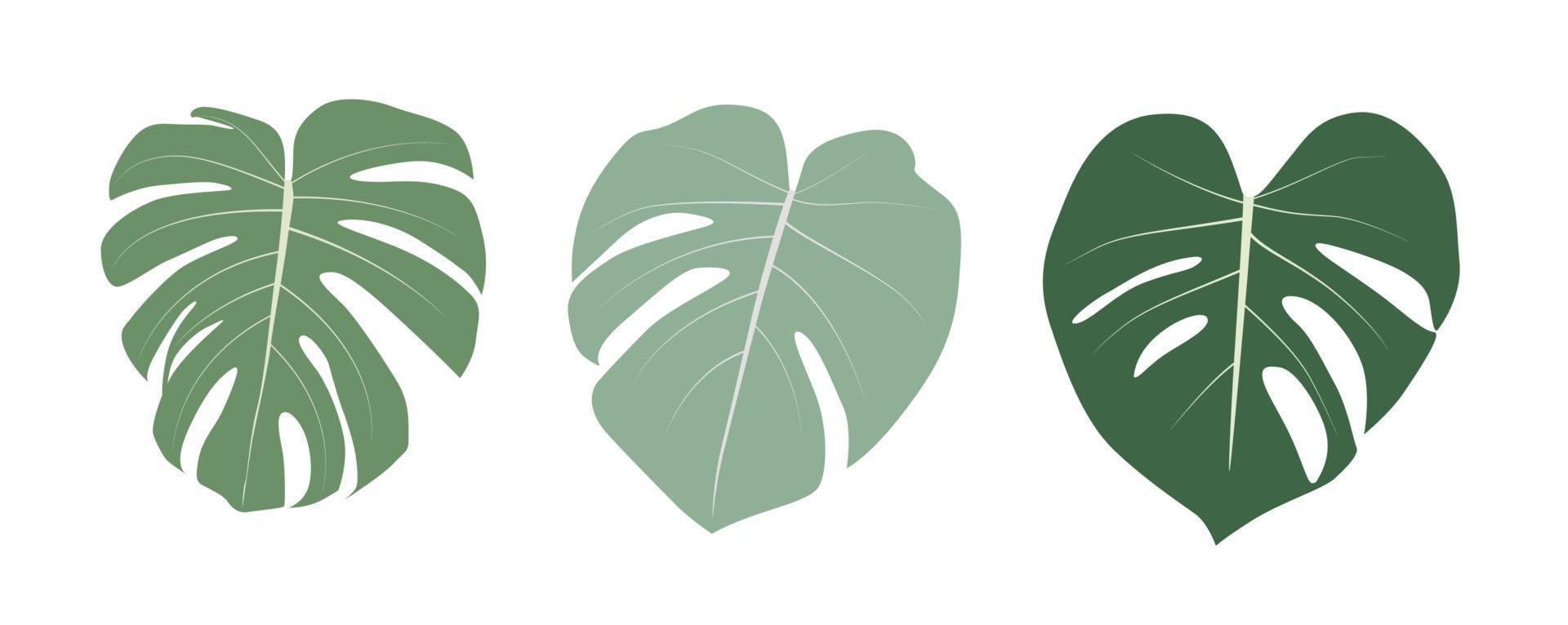 Hoja de monstera aislada sobre fondo blanco. ilustración vectorial vector