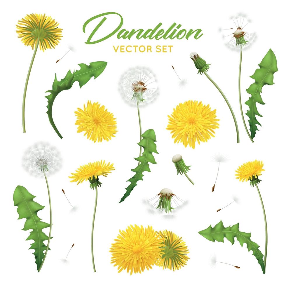 Ilustración de vector de conjunto realista de flores de diente de león