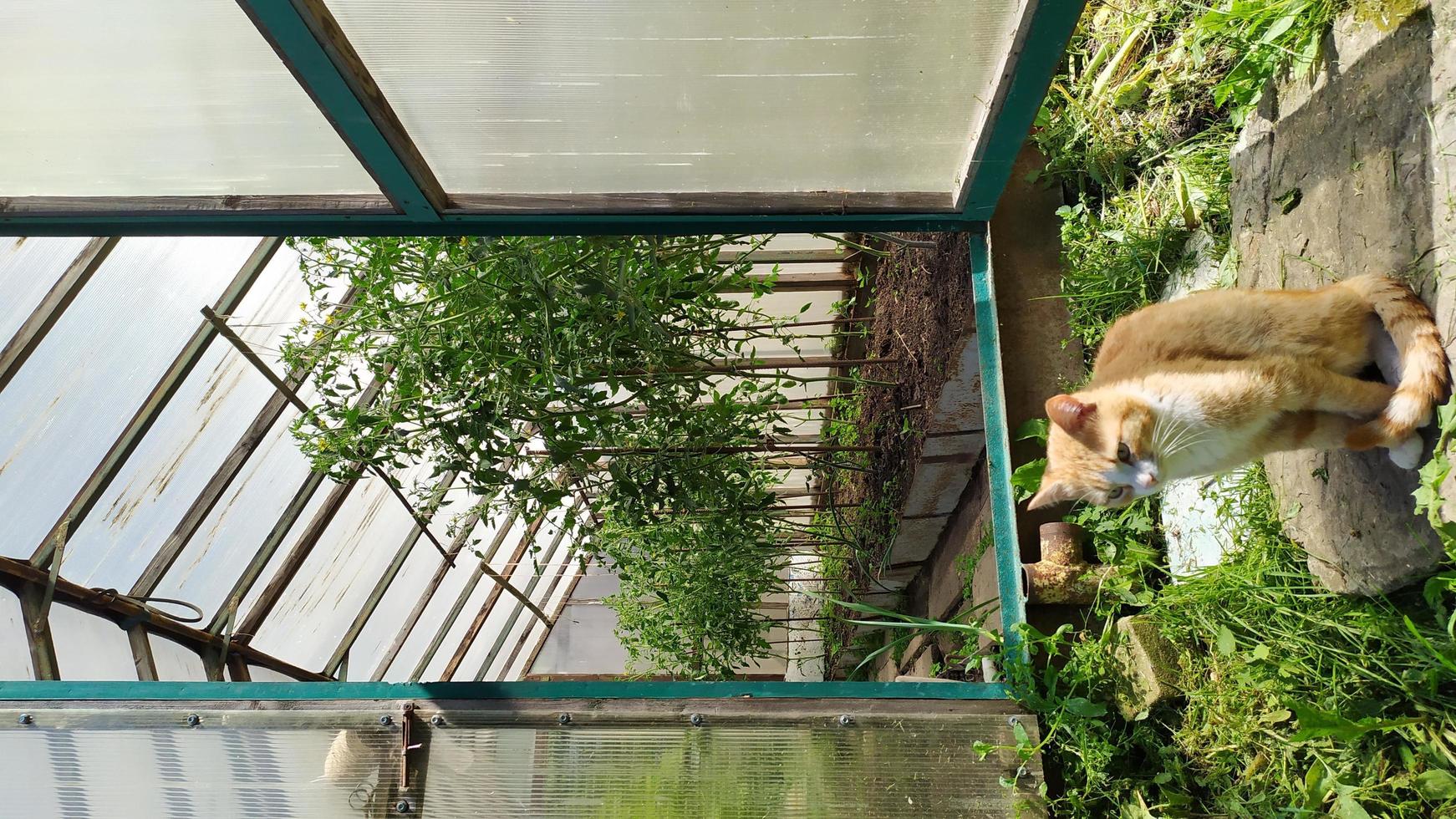 Greenhouse with tomatoes in the garden. In the foreground photo