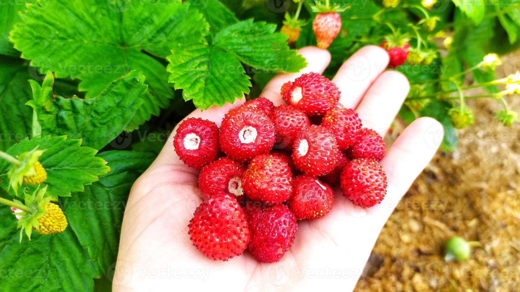 Strawberries in a palm against a background of green leaves. photo