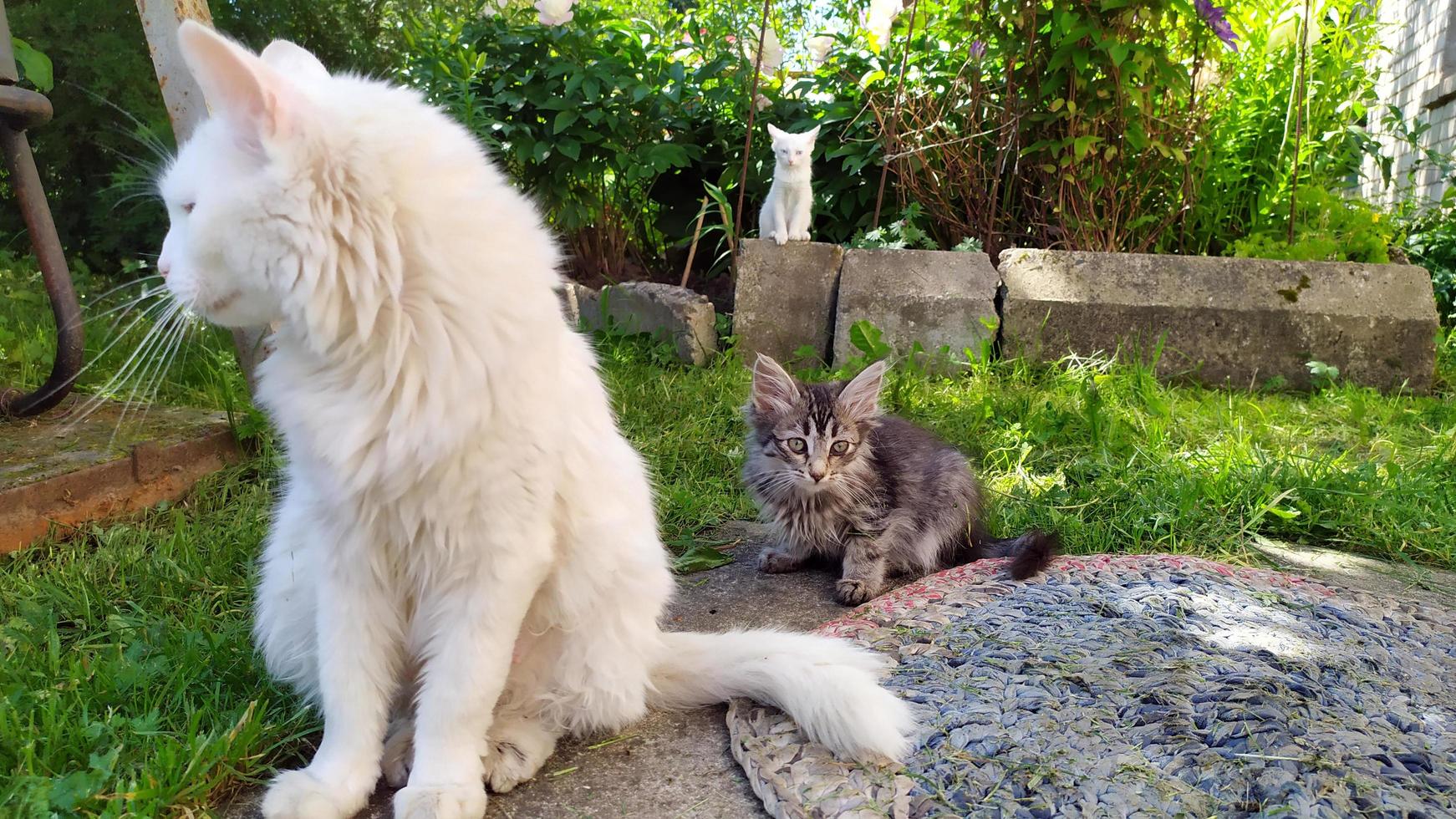 White old cat with kittens walks on the street near the house. photo