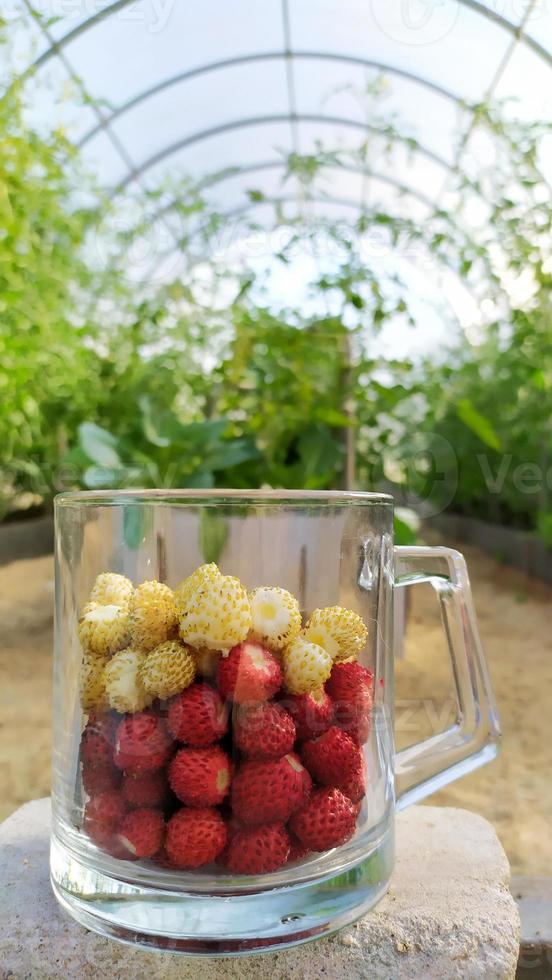 White and red strawberries in a glass mug are in a greenhouse photo