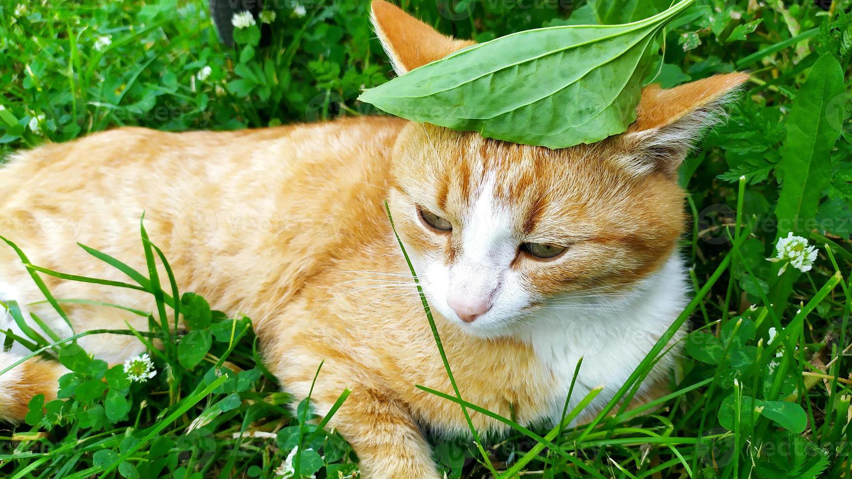 The cat hides from the heat in the shade of the bushes. photo