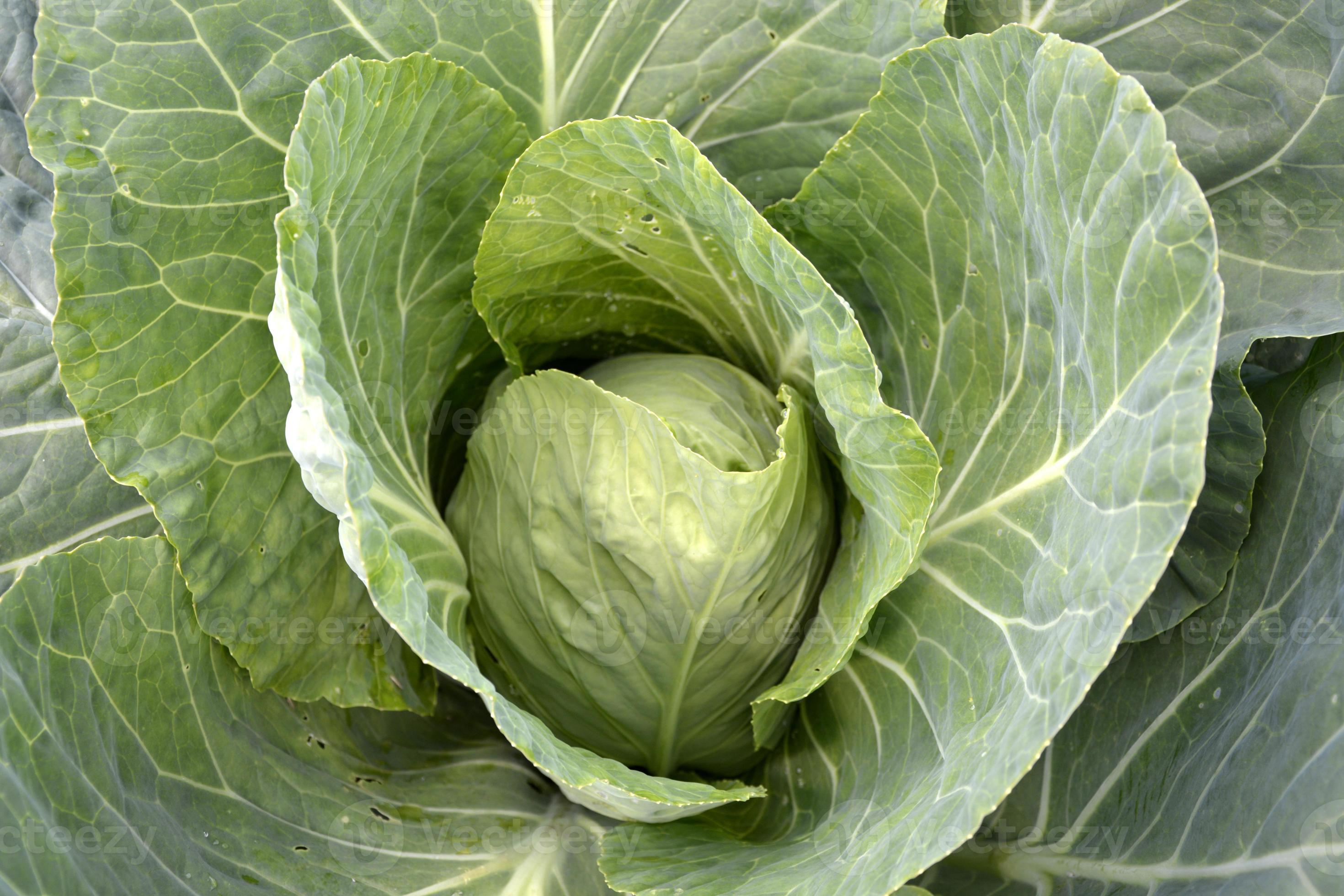 White cabbage. Large green cabbage leaves are rolled into 3044284 Stock