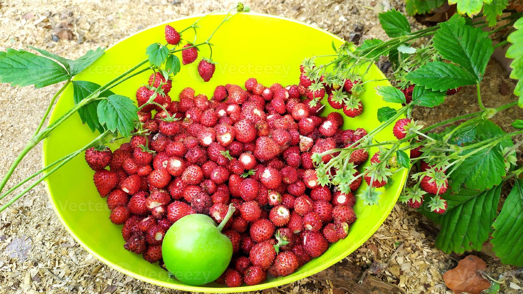 The strawberries are collected in a bowl. Harvesting strawberries photo