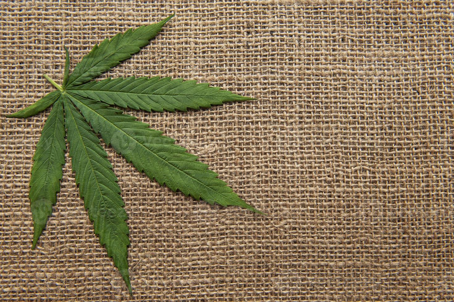 hojas de cannabis en el fondo textil de cáñamo foto