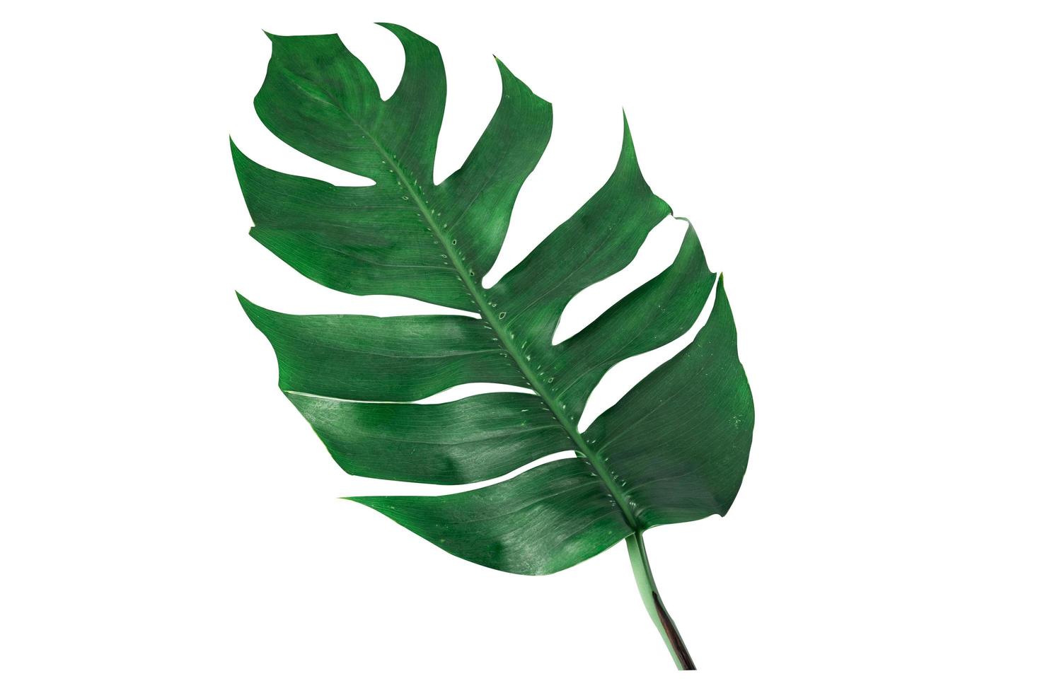 Monstera leaf, the tropical plant on white background photo