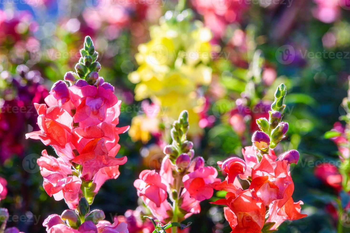 Beautiful Antirrhinum majus dragon flower is blooming in the garden. photo