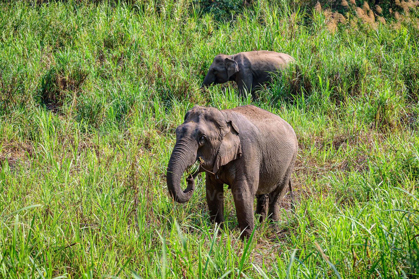 Asian Elephant It is a Big mammal. photo