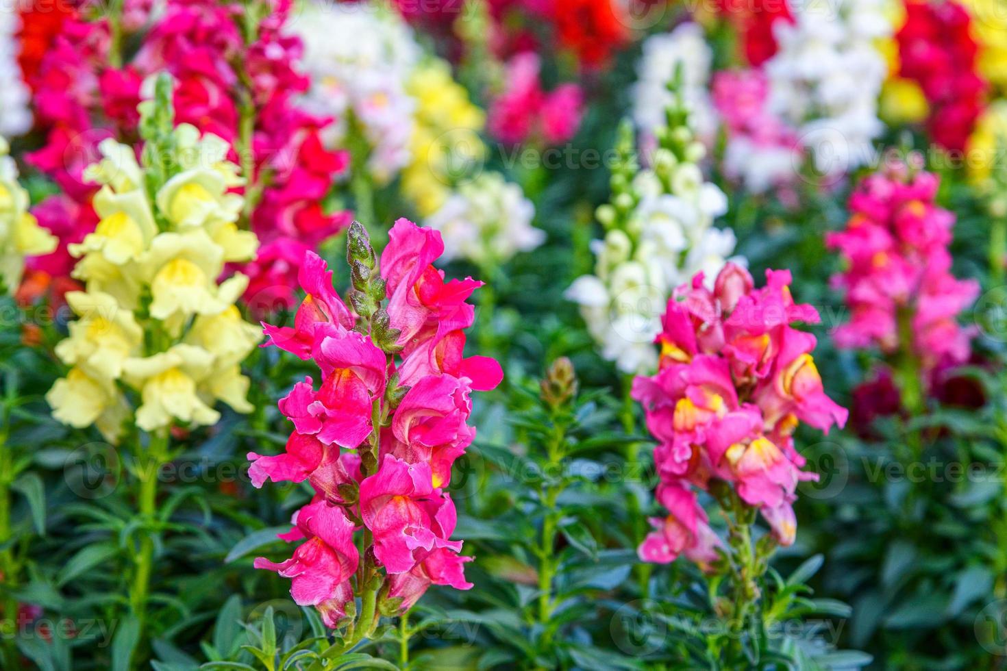 Beautiful Antirrhinum majus dragon flower is blooming in the garden. photo