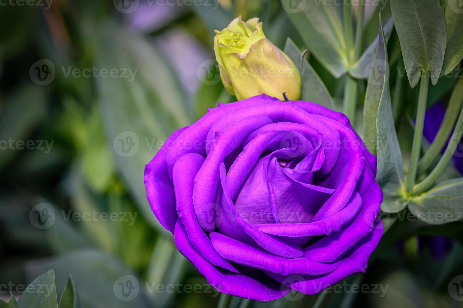 Hermosas flores de lisianthus en el jardín. foto