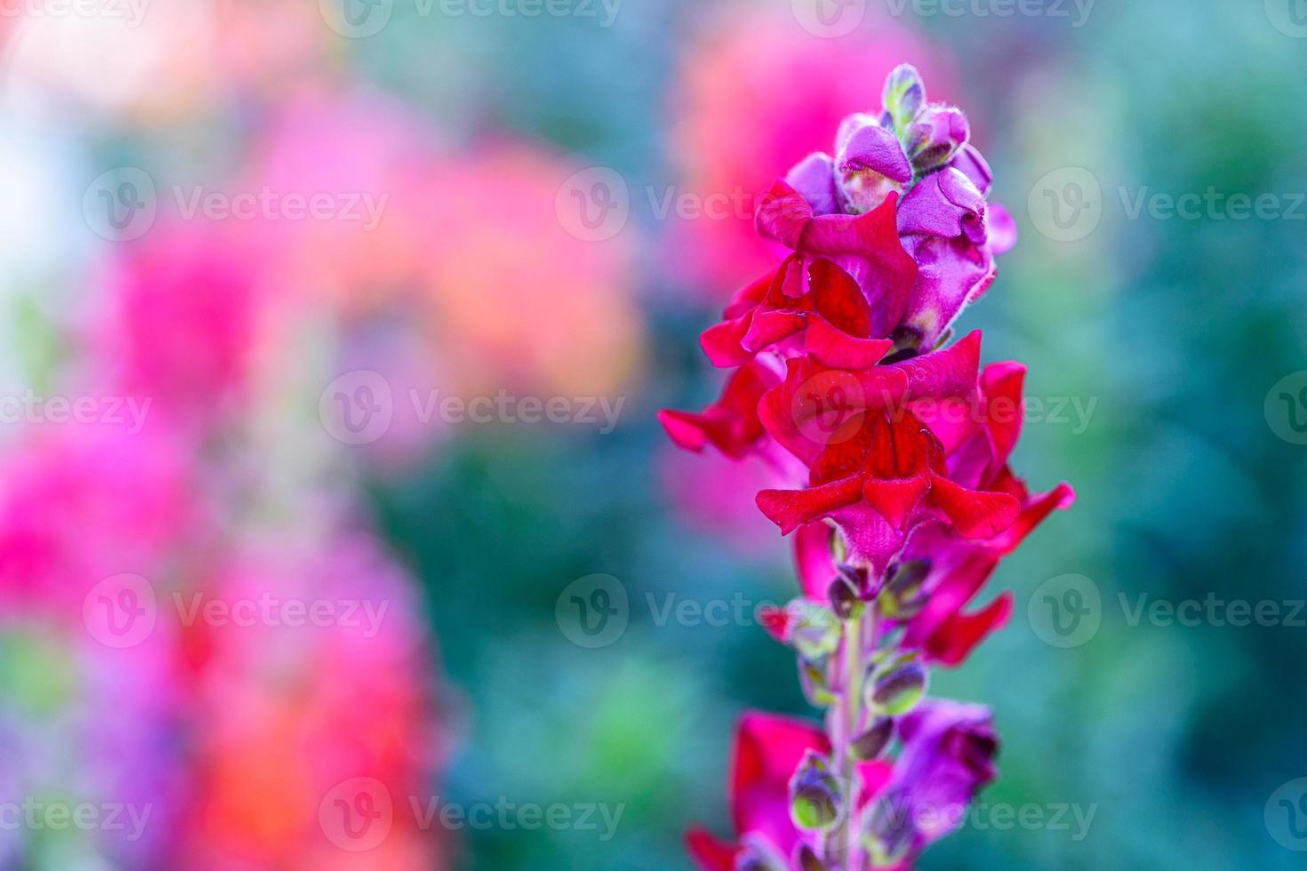 Beautiful Antirrhinum majus dragon flower is blooming in the garden. photo