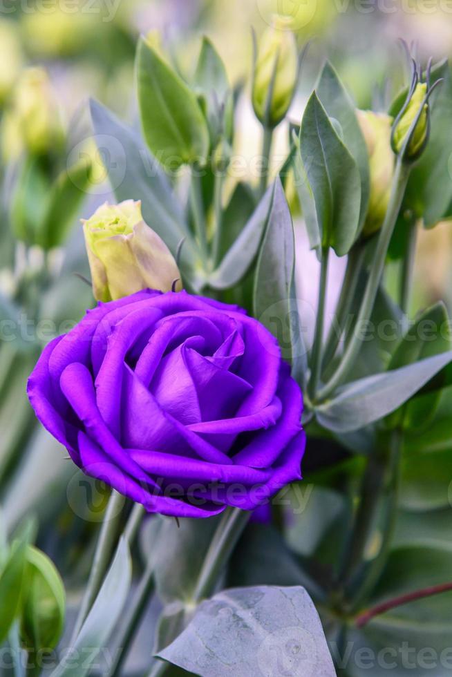 Hermosas flores de lisianthus en el jardín. foto