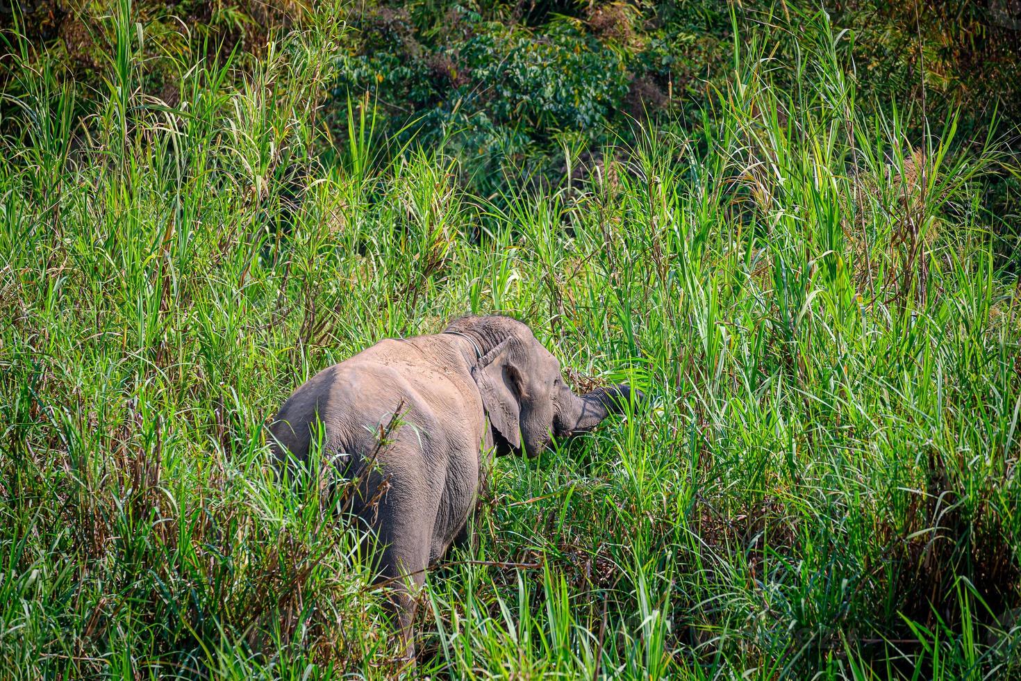 elefante asiático es un gran mamífero. foto