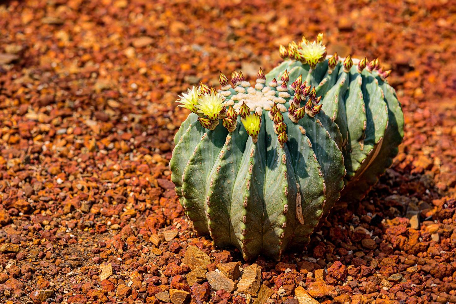 ferocactus glaucescens var. nudum con flores amarillas en el jardín foto