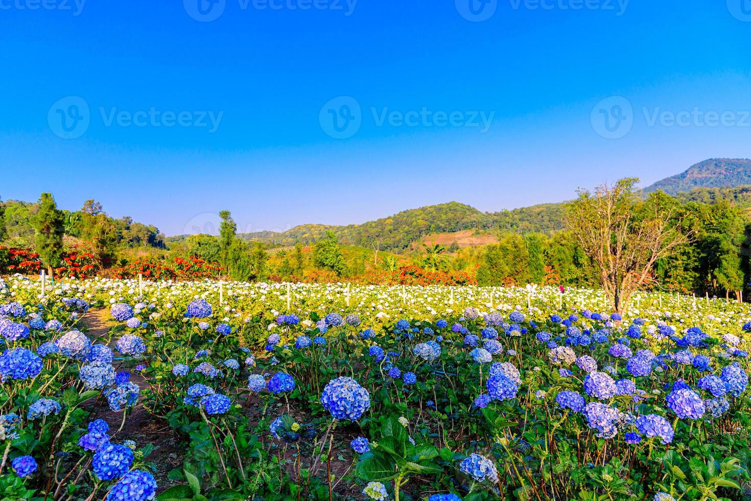 Blooming blue hydrangeas flowers in the garden. photo