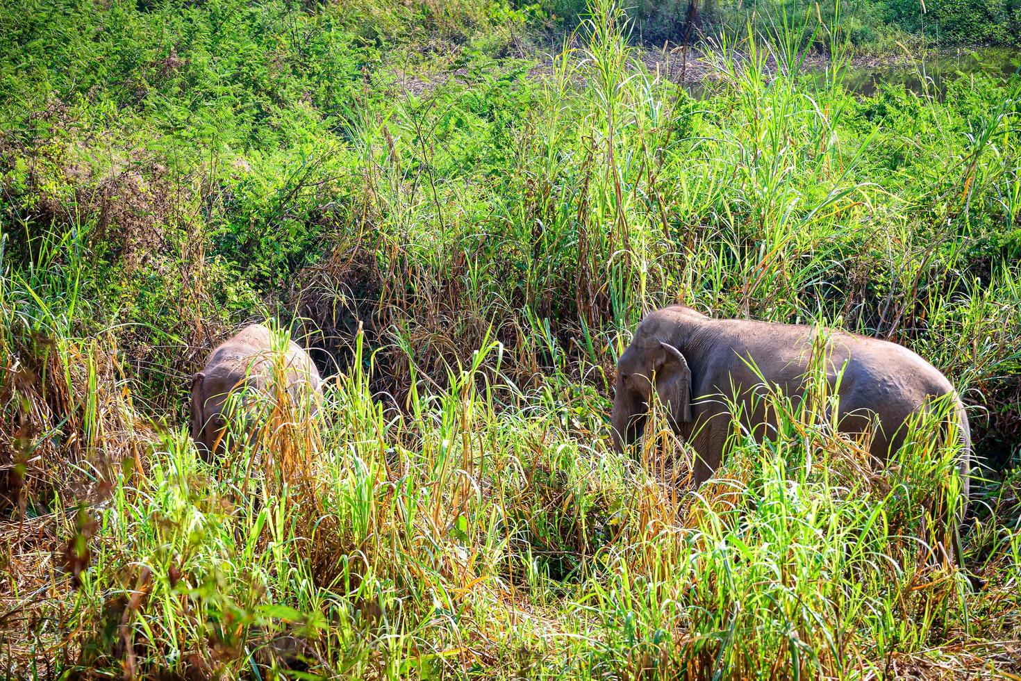 elefante asiático es un gran mamífero. foto