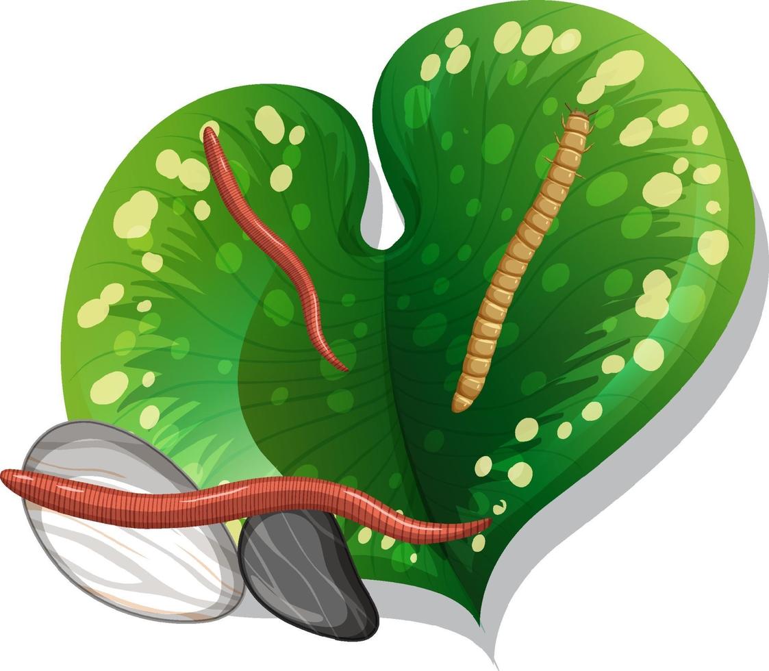 Top view of earthworm on a leaf isolated vector