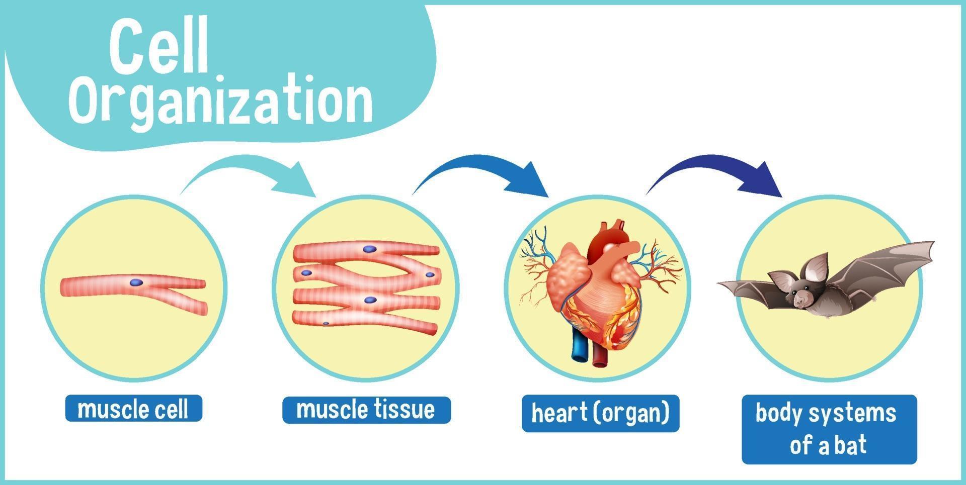 diagrama que muestra la organización celular en un murciélago vector