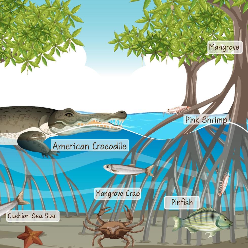 Mangrove forest scene and animals with label name vector