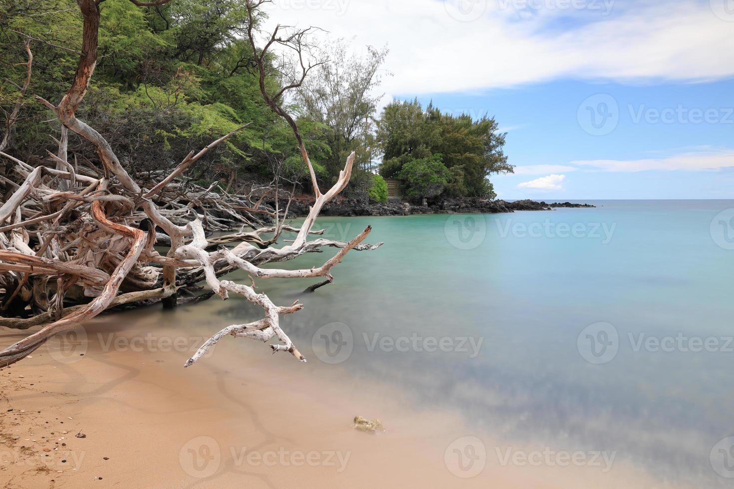 Hawaii Island, Beach 67 Driftwood and Sea photo