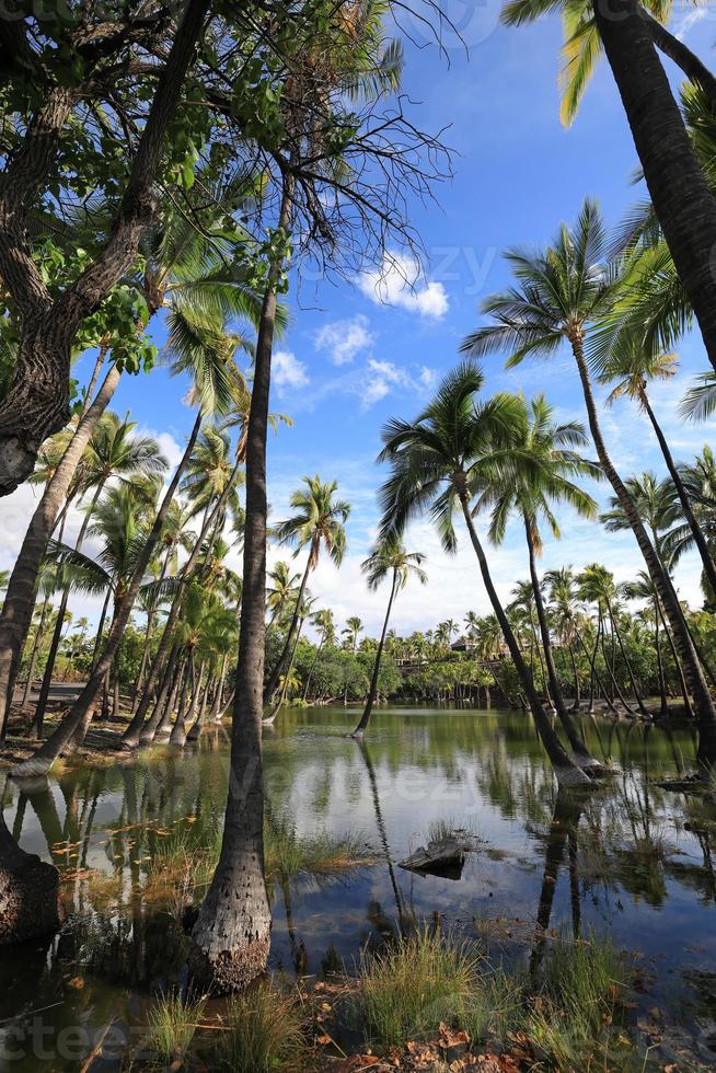 Estanque de peces en el parque histórico de Kalahuipuaa en la isla grande de Hawaii foto