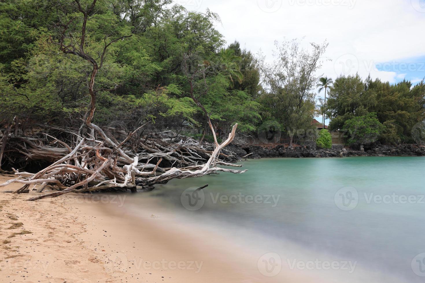 Hawaii Island, Beach 67 Driftwood and Sea photo