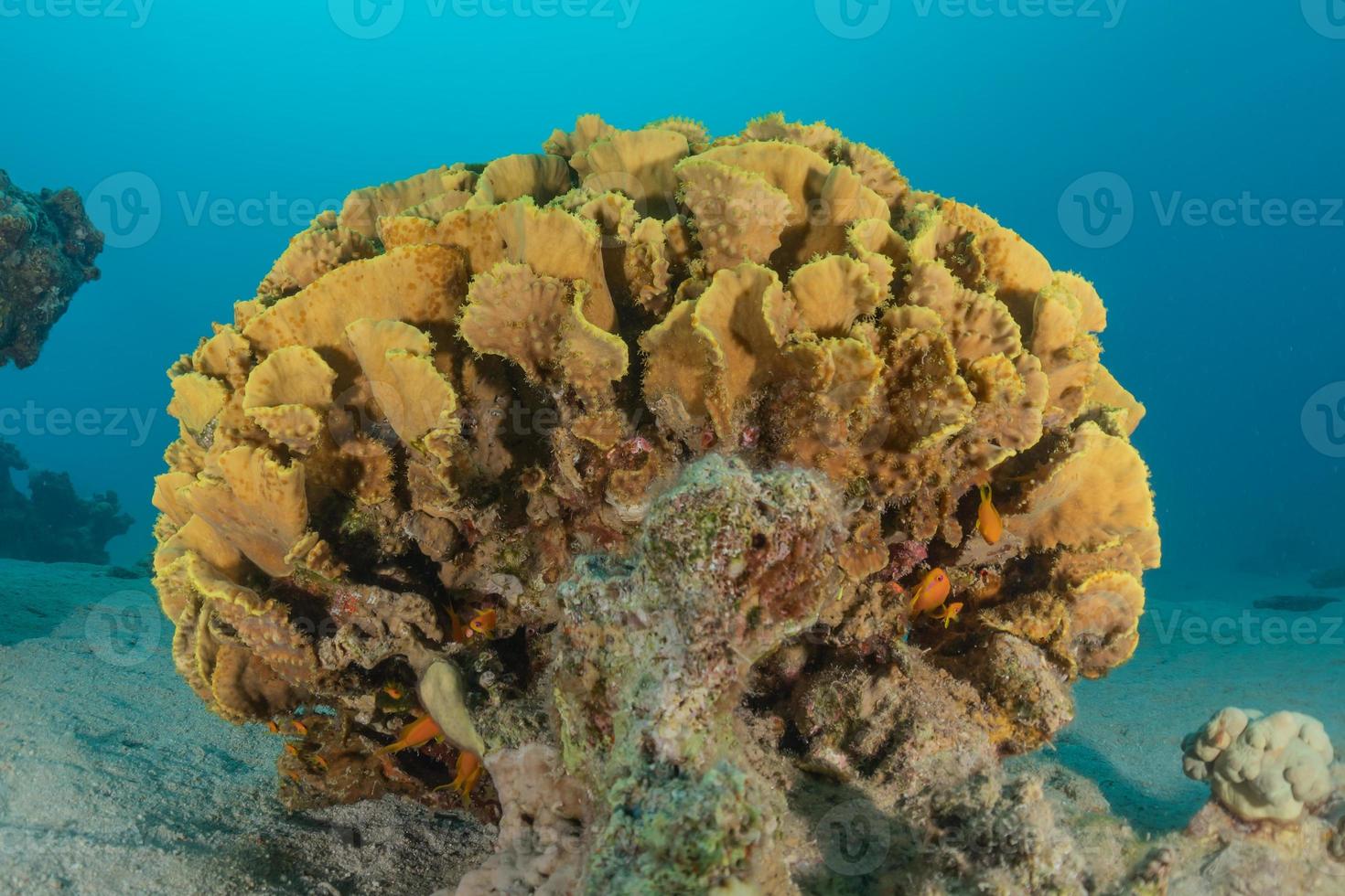 Coral reef and water plants in the Red Sea, Eilat Israel photo