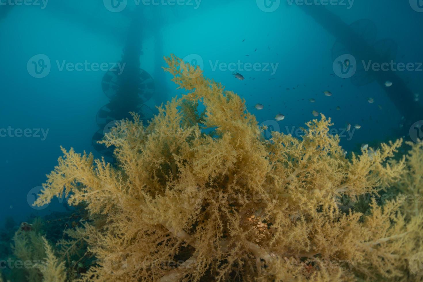 Arrecifes de coral y plantas acuáticas en el mar rojo, eilat israel foto