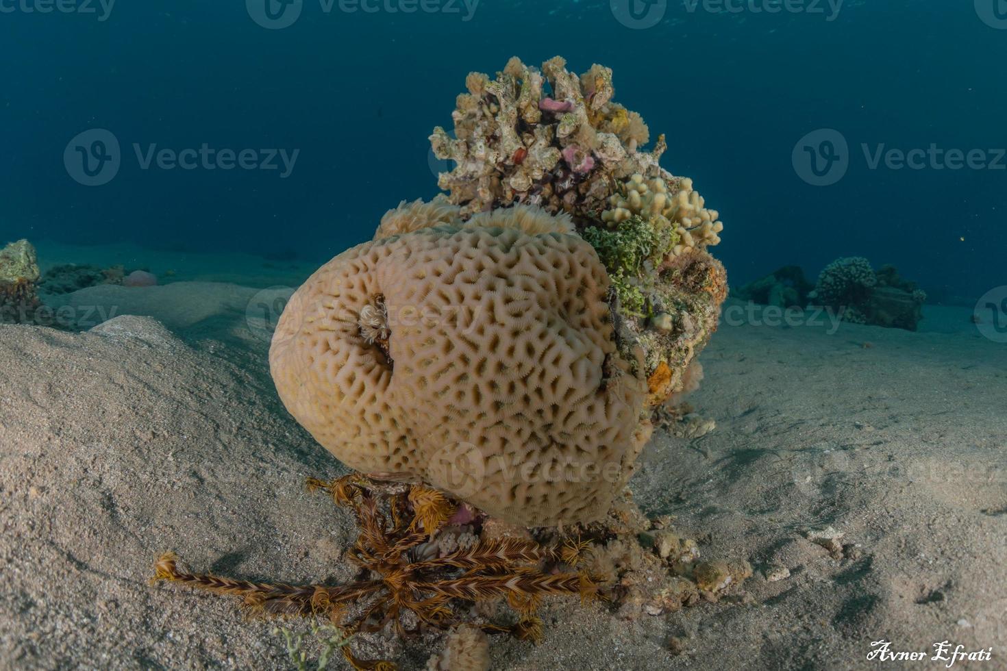 Arrecifes de coral y plantas acuáticas en el mar rojo, eilat israel foto